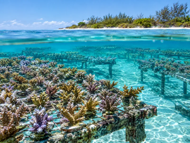 Monsoon Aquatics Coral Farm Guided Tour