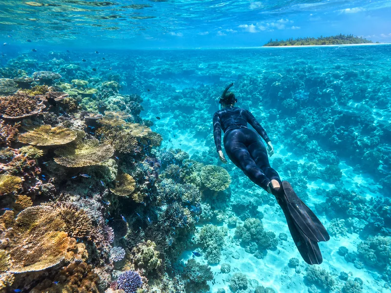 Small-Group Reef Snorkelling from 1770