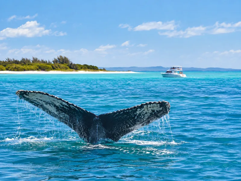 Hervey Bay Ultimate Whale Watching
