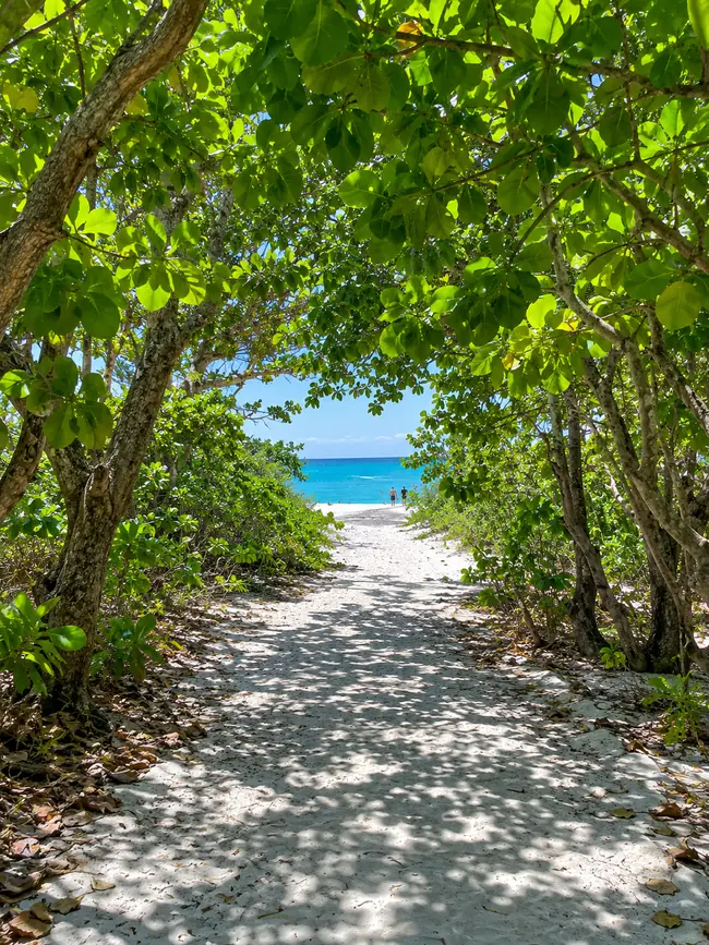 A sandy path through a shady pisonia forest on a coral cay