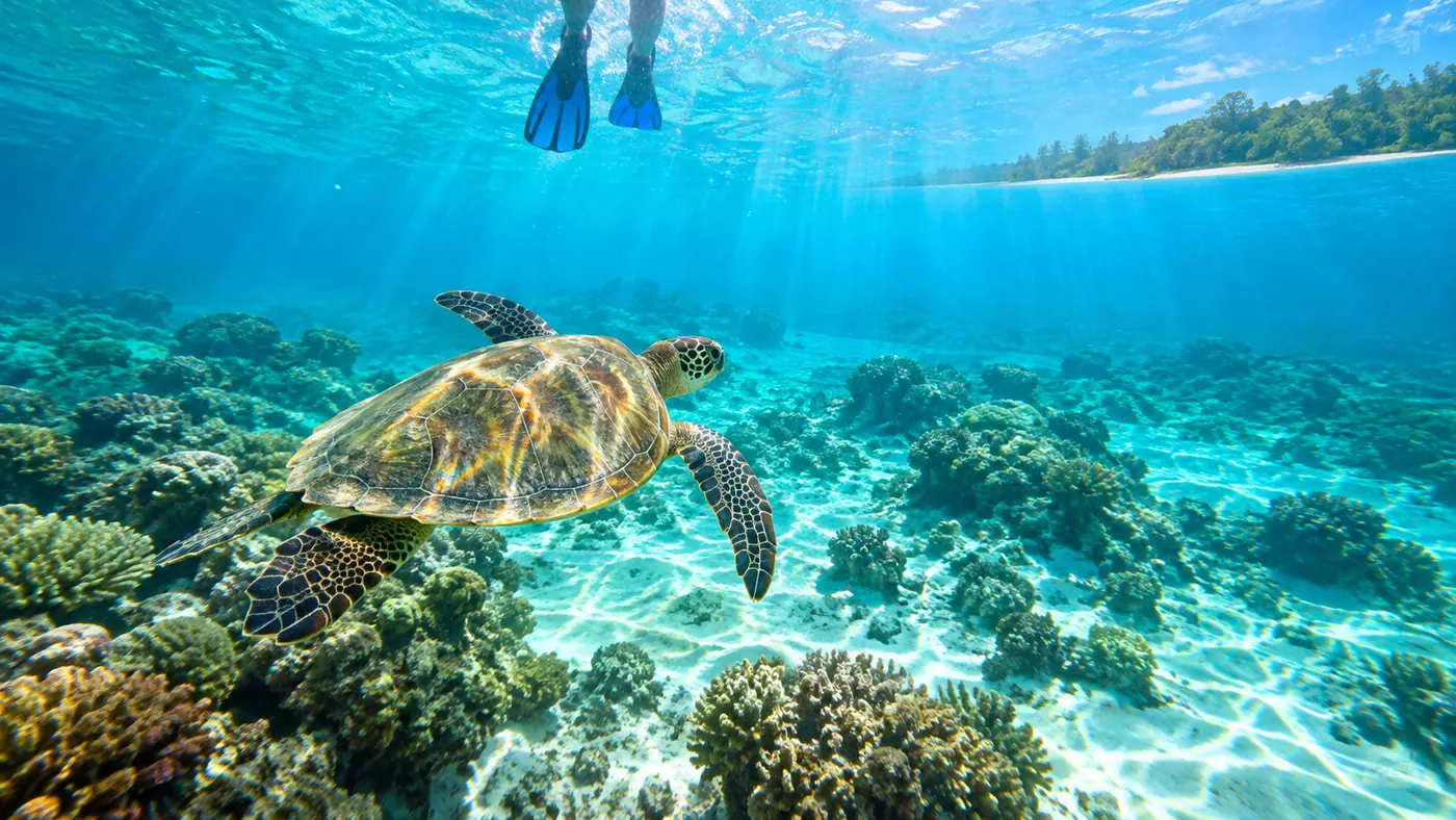 A green sea turtle swimming over coral bommies in a clear shallow lagoon